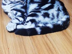 -北京观赏动物医院·24小时大型综合·猫专科·异宠专科