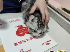 -伟伟宠物医院·瑞派猫友好医院·猫科(光谷店)