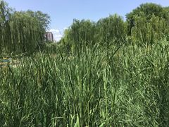 -丰台科技园生态主题公园