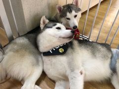 -Husky Go! 哈士奇体验馆·宠物咖啡厅狗咖