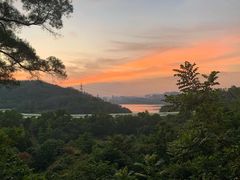 -深圳仙湖植物园