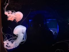 -大连圣亚海洋世界