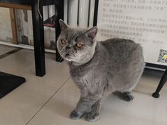 -平行世界·猫咖(首经贸店)
