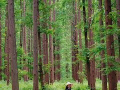 -黄海国家森林公园
