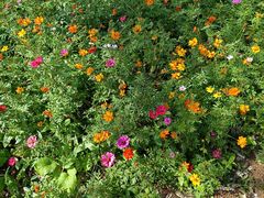 -前小桔亲子创意农场·草莓采摘·露营烧烤