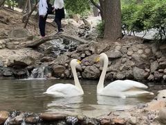 -燕塞湖鸟语林景区