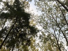 -合肥滨湖国家森林公园