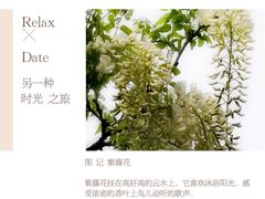 -嘉定紫藤园
