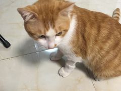 -纳吉亚猫专科动物诊疗中心(蒋宅口分院)