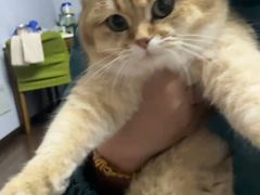 -爱佳宠物中心医院24H·CT·骨外科·猫专科(瑶海万达店)