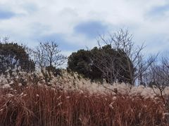 -梁鸿国家湿地公园