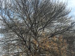 -三里屯东五街银杏大道