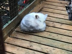 -宫城藏王狐狸村