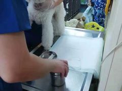 -A猫a狗全科·犬猫异宠·芥西宠物医院(南开总院)