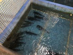 -鲤鱼塘农家山庄