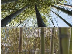 -九曲溪竹筏码头