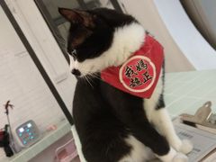 我妈超正-有猫主题·治愈系猫咖(曾厝垵店)