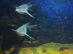 -烟台海昌鲸鲨海洋公园