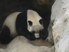 -辛玛王国游乐园