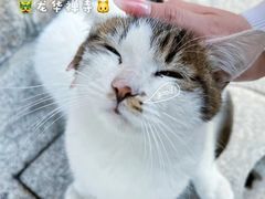 -龙华寺