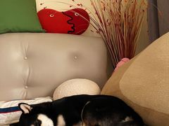 -中农大我爱我爱动物医院·核磁CT·猫病·24小时夜诊中心(石佛营店)