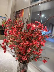 -安吉拉青春化管理中心