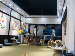 -逗柴咖啡屋·狗咖猫咖宠物桌游