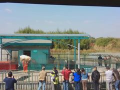 -中国扬子鳄村