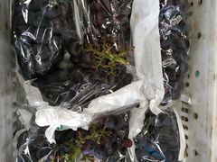 -菜园坝水果市场