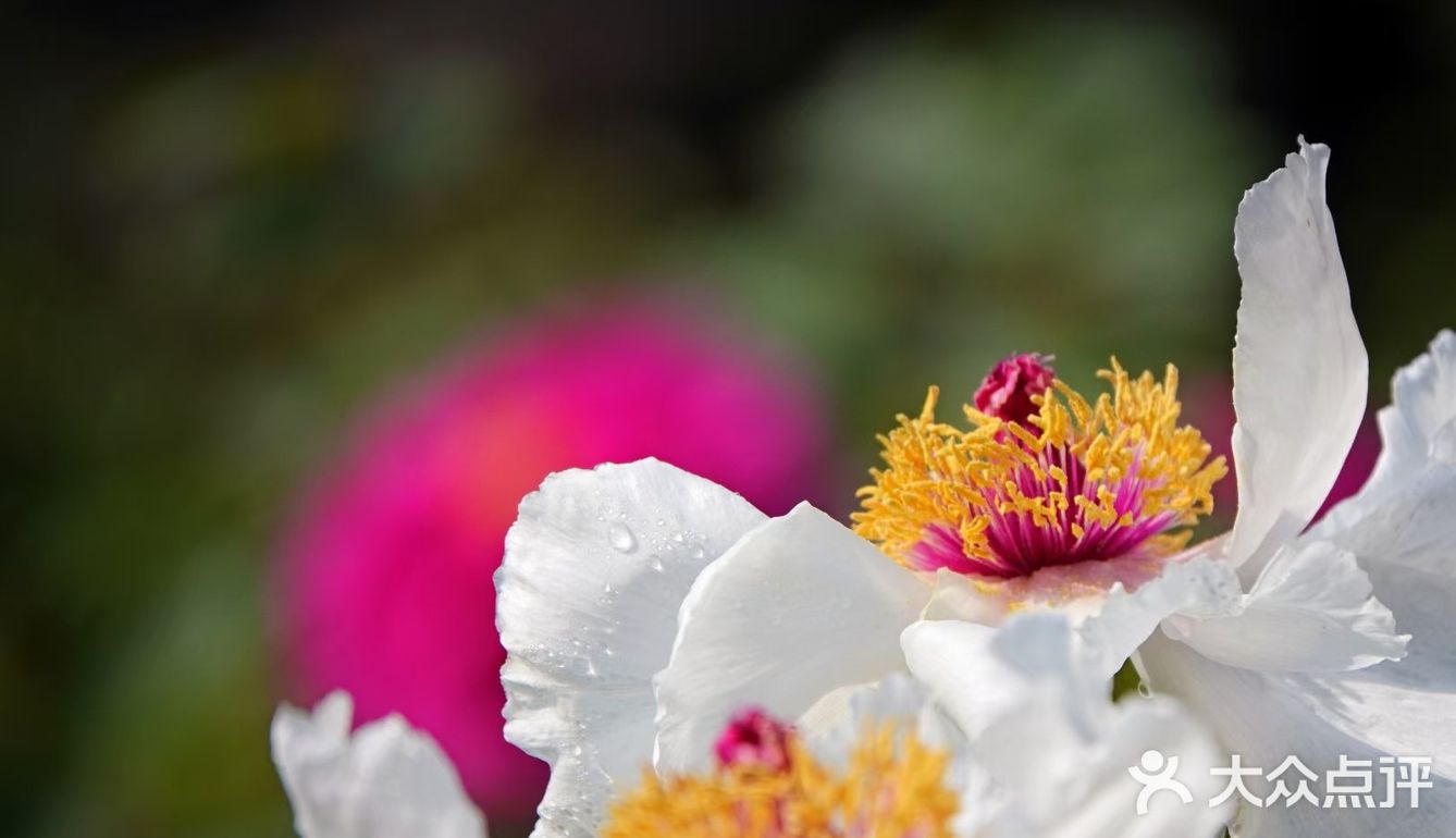 唯有牡丹真国色，打卡这个宝藏园子