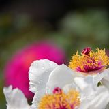 唯有牡丹真国色，打卡这个宝藏园子