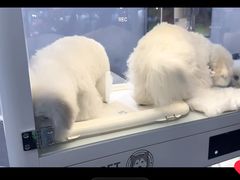 -柚子宠物(伊珊娜调理店)