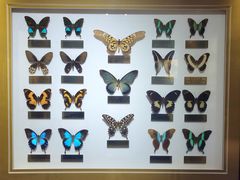 -上海昆虫博物馆