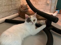 -平行世界·猫咖(首经贸店)