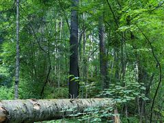 -五营红松林海景区