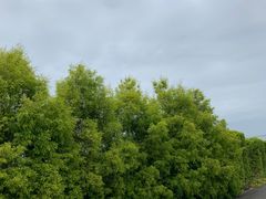 -金谷域澳洲庄园