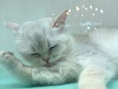 -猫小院猫主题餐厅(三里屯店)
