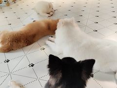 -毛绒耶耶撸宠馆·猫咖·狗咖·荷兰猪咖