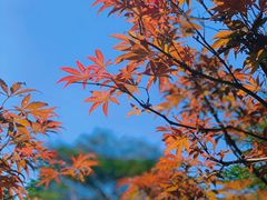 -广州市帽峰山景区