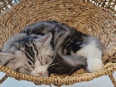 -飞行喵MR PILOT|猫舍·猫咖(静安大融城店)