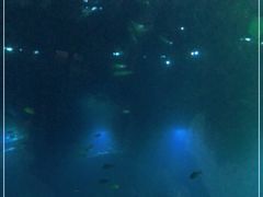 -海棠湾洲际-涛·海底餐厅·美人鱼·自助餐·海底隧道