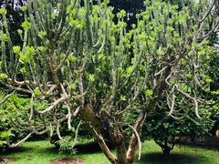 -中国科学院西双版纳热带植物园