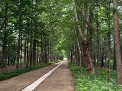 -日照海滨国家森林公园