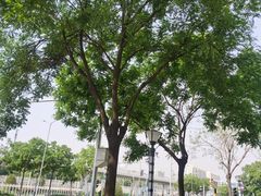 -新浪总部大厦