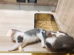 -飞行喵MR PILOT|猫舍·猫咖(静安大融城店)