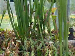 -国家植物园南园