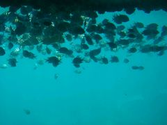 -亚龙湾海底世界