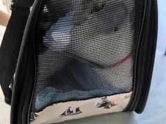 -中农国际动物医院24小时·猫科·骨科·急重症中心