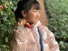 -大自然农场蔬菜草莓采摘园