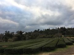 -雪绿茶博物馆